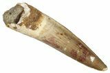Fossil Spinosaurus Tooth - Real Dinosaur Tooth #276905-1